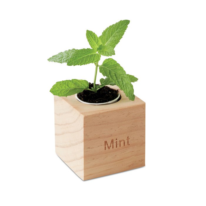 MENTA - Kräuterpflanz-Set "Minze''